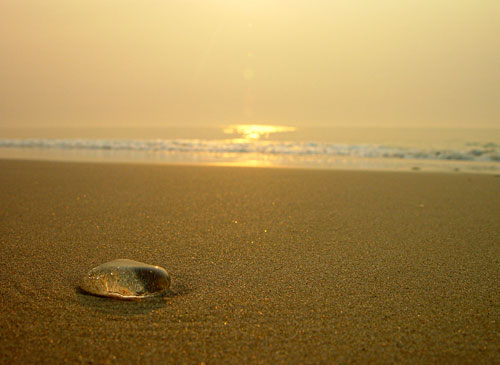 A photograph of a jellyfish on an ocean shore