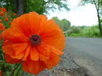 Flower by a road